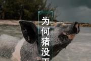 猪的逃生技能攻略（如何让猪脱离危险境地，保护自己的生命安全）